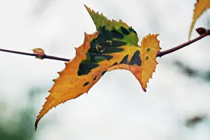 Changing: Japanese Maple