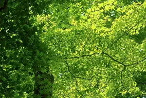 Shrine: Japanese maple