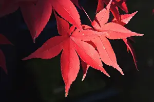Palmatum: Japanese maple