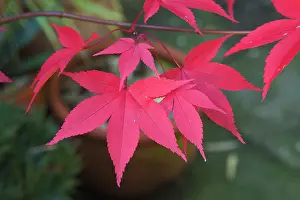 Palmatum: Japanese maple