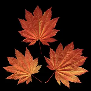 Japonicum: Japanese Maple