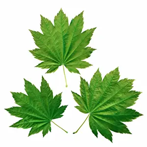 Japonicum: Japanese Maple