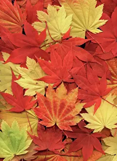 Japonicum: Japanese Maple