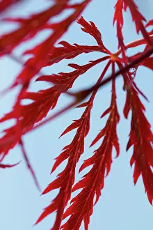 Palmatum: Japanese Maple