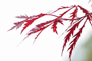 Palmatum: Japanese Maple