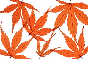 Palmatum: Japanese Maple