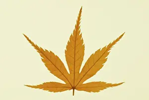 Palmatum: Japanese Maple