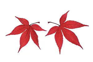 Palmatum: Japanese Maple