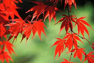 Palmatum: Japanese Maple