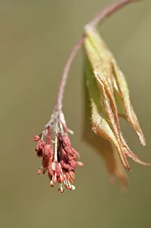 Bendy: Japanese maple
