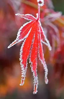 Palmatum: Japanese Maple