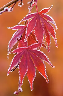 Palmatum: Japanese Maple