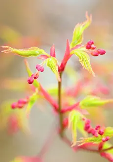 Palmatum: Japanese Maple
