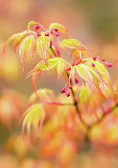 Palmatum: Japanese Maple
