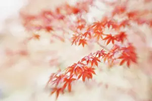 Palmatum: Japanese maple