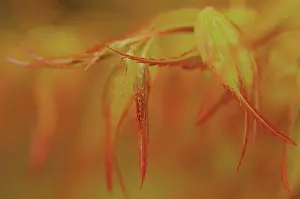 Palmatum: Japanese Maple
