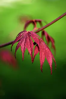 Palmatum: Japanese Maple