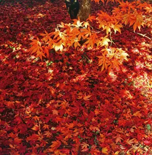 Palmatum: Japanese Maple