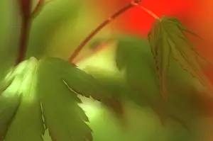 Palmatum: Japanese Maple