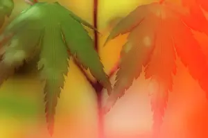 Unexplained: Japanese Maple