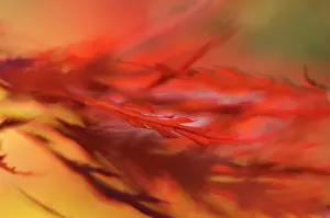 Unexplained: Japanese Maple