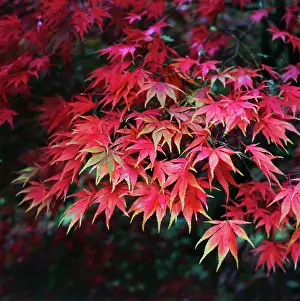 Palmatum: Japanese Maple