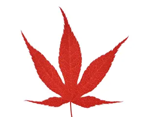 Palmatum: Japanese Maple