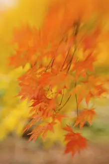 Palmatum: Japanese Maple