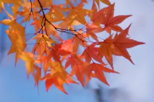 Palmatum: Japanese Maple