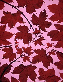 Japonicum: Japanese Maple