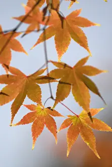 Palmatum: Japanese Maple