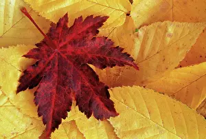 Palmatum: Japanese Maple