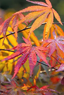 Beni: Japanese Maple