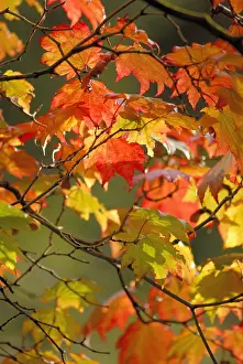 Japonicum: Japanese Maple