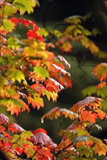 Japonicum: Japanese Maple