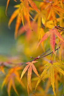 Palmatum: Japanese Maple