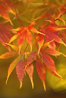 Palmatum: Japanese Maple