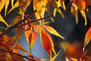 Palmatum: Japanese Maple