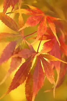 Palmatum: Japanese Maple