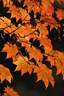 Japonicum: Japanese Maple