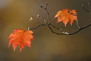 Japonicum: Japanese Maple