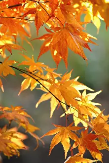 Palmatum: Japanese Maple
