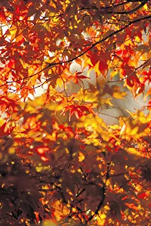 Palmatum: Japanese Maple