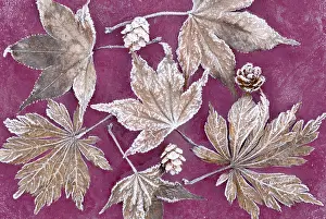 Photographic: Japanese maple