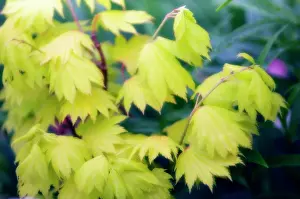 Japonicum: Japanese Maple
