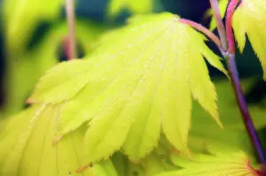 Weak: Japanese Maple