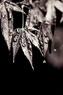 Palmatum: Japanese Maple
