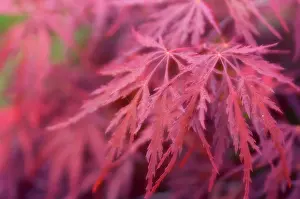 Palmatum: Japanese Maple