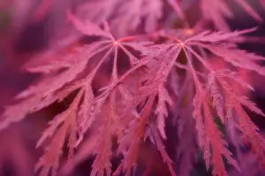 Palmatum: Japanese Maple