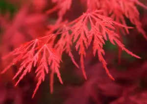 Palmatum: Japanese Maple